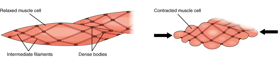 Illustration of smooth muscle contraction