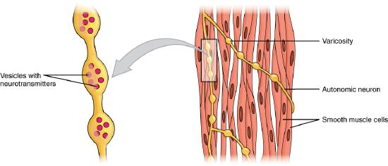 Varicosities in the motor unit of smooth muscles