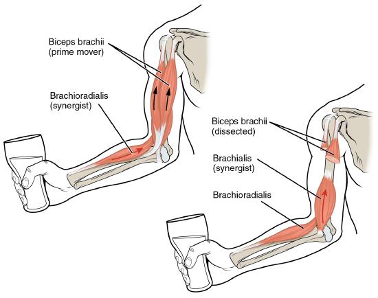 illustration right human arm showing muscles, bent at elbow, holding a class with liquid in it