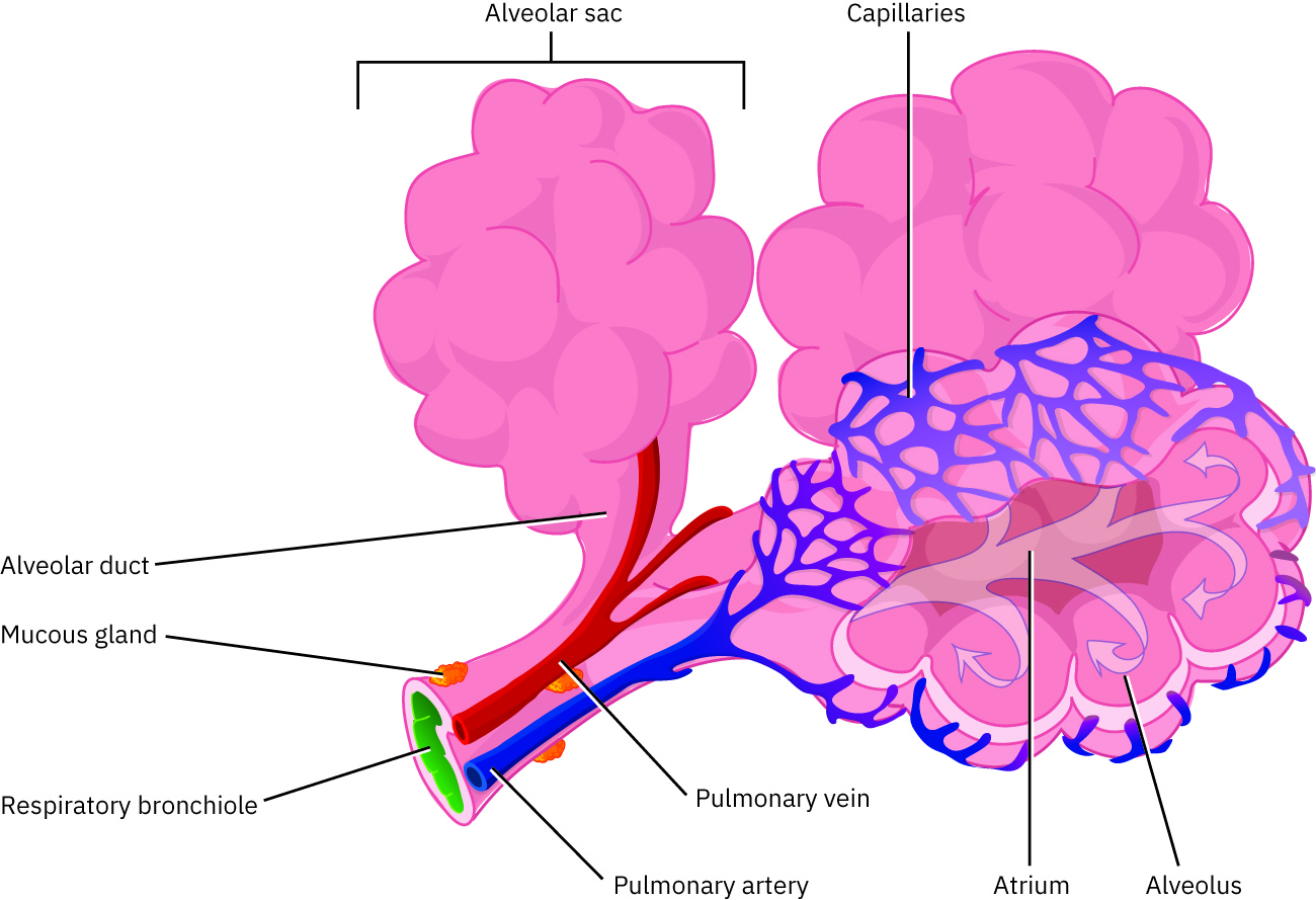 A diagram showing the different parts of the alveolar-capillary bed.