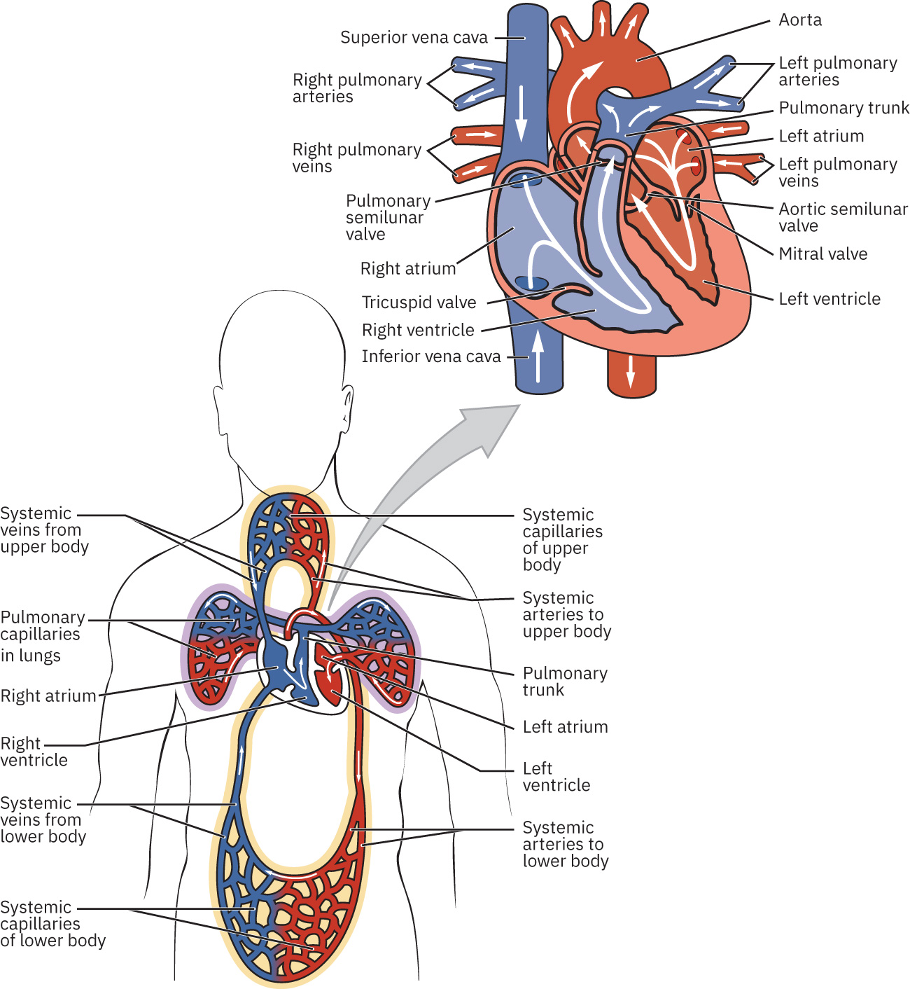 A diagram showing the different parts of the cardiopulmonary circuit and the heart.