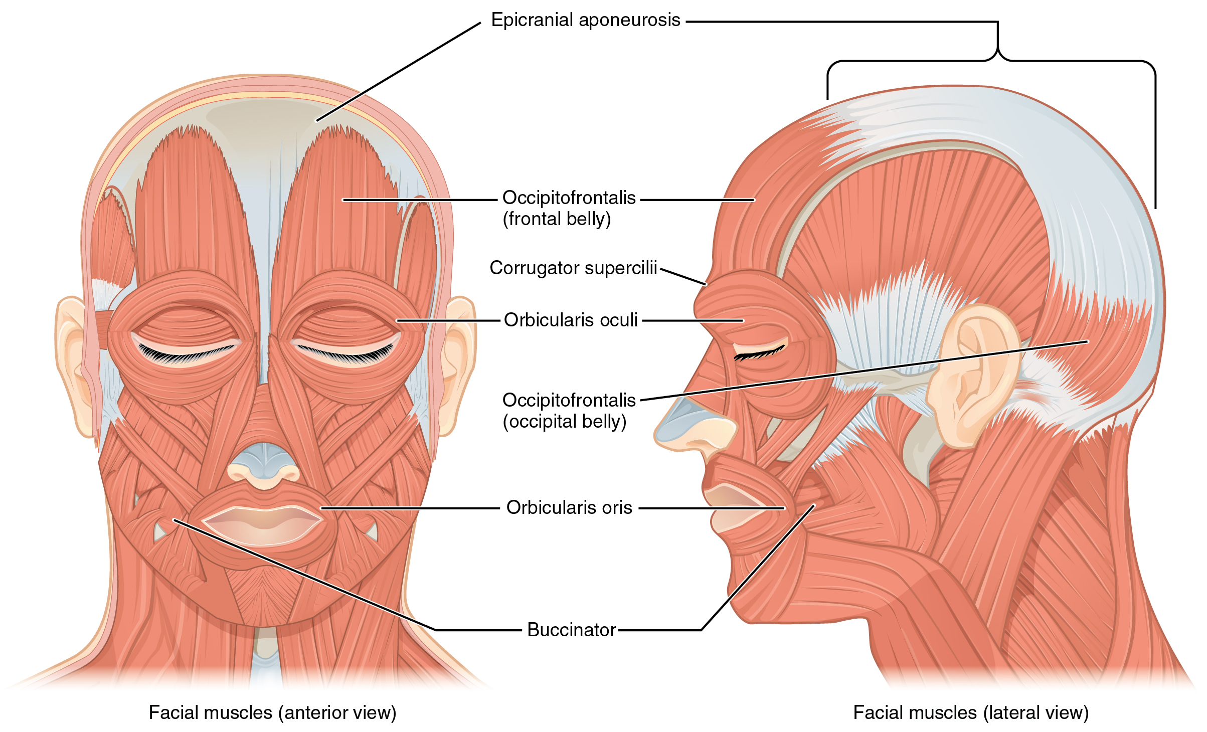 Anterior and lateral views of the muscles of the face