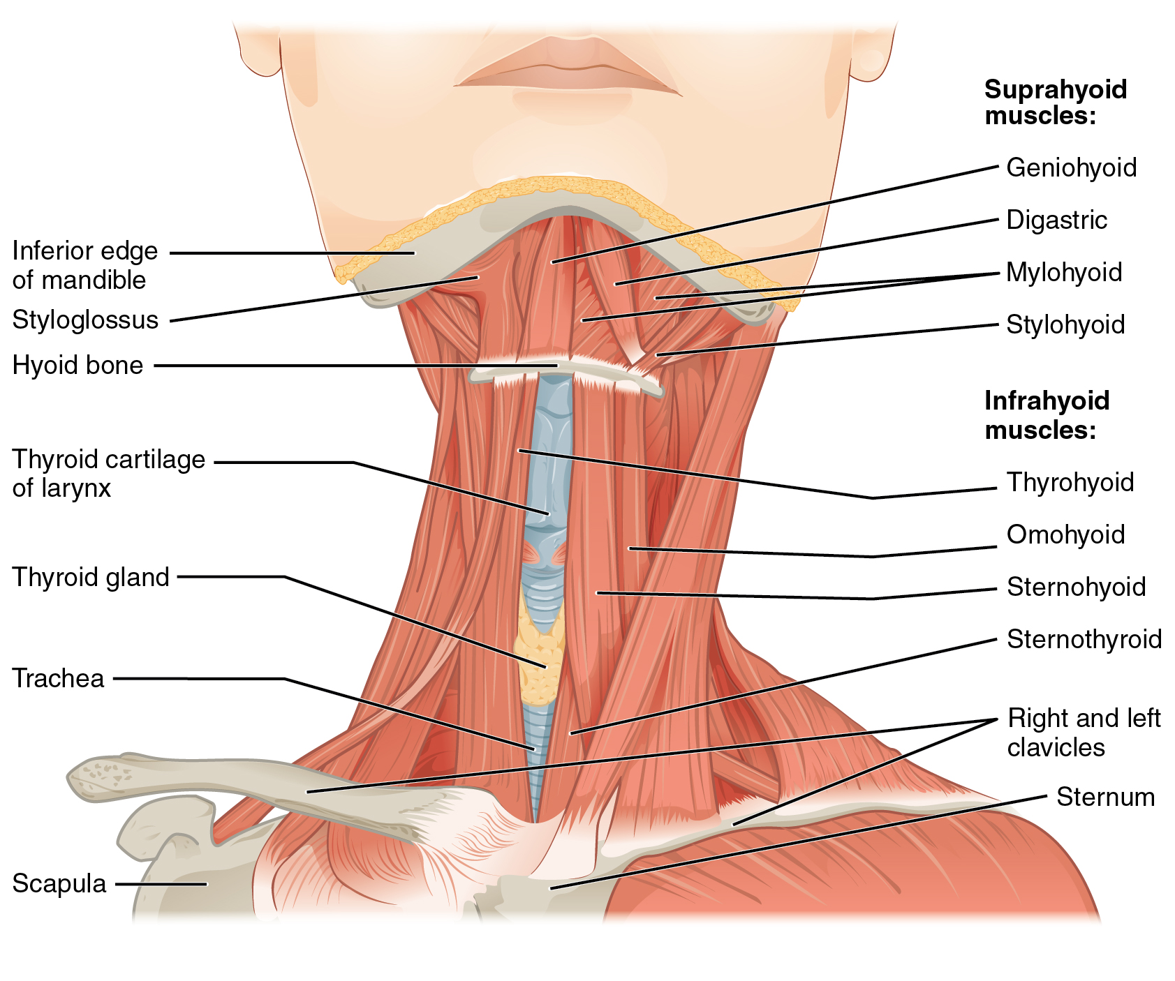 1110_Muscle_of_the_Anterior_Neck.jpg
