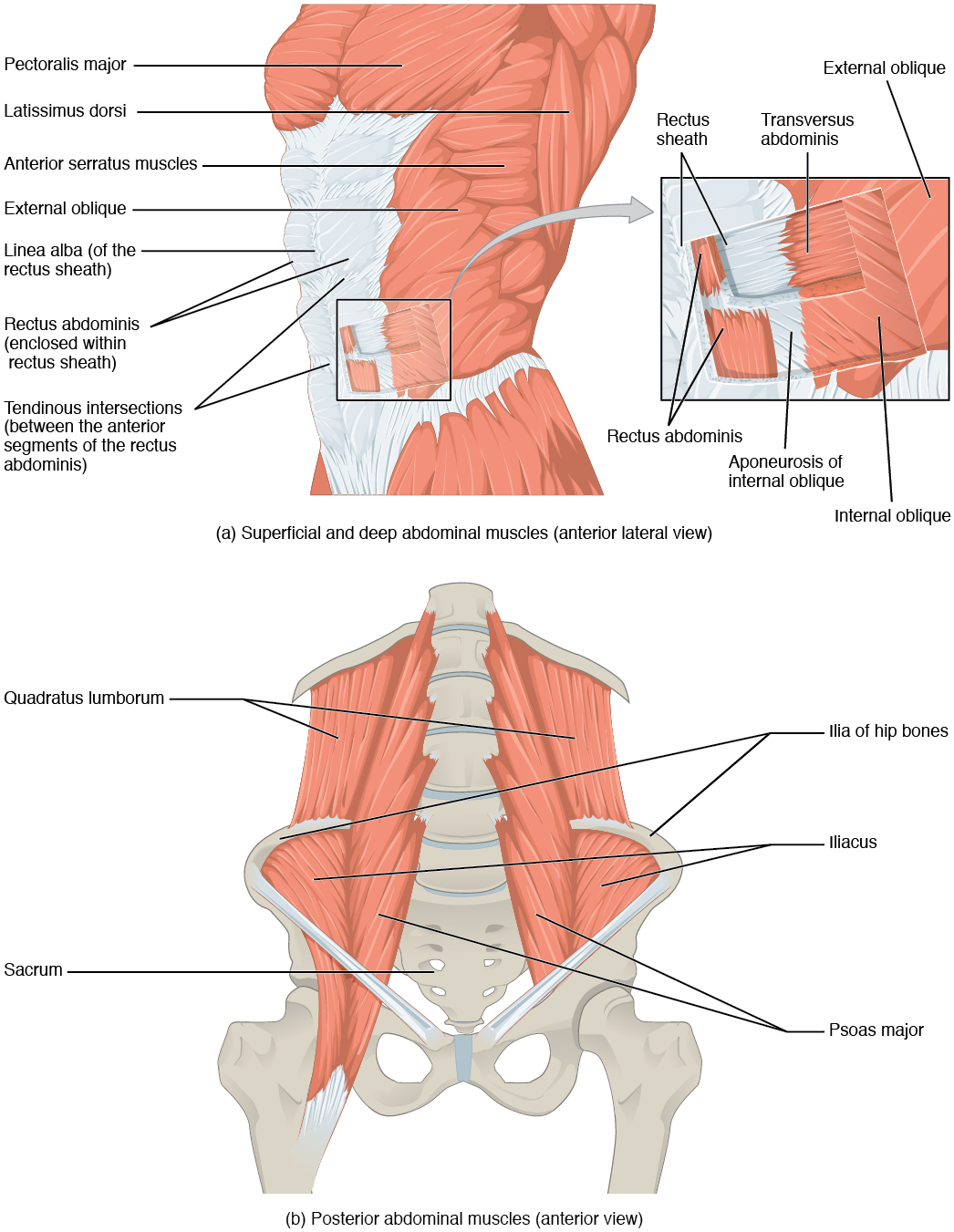 Anterior lateral view of muscles of the abdomen; anterior view of the posterior muscles of the abdomen