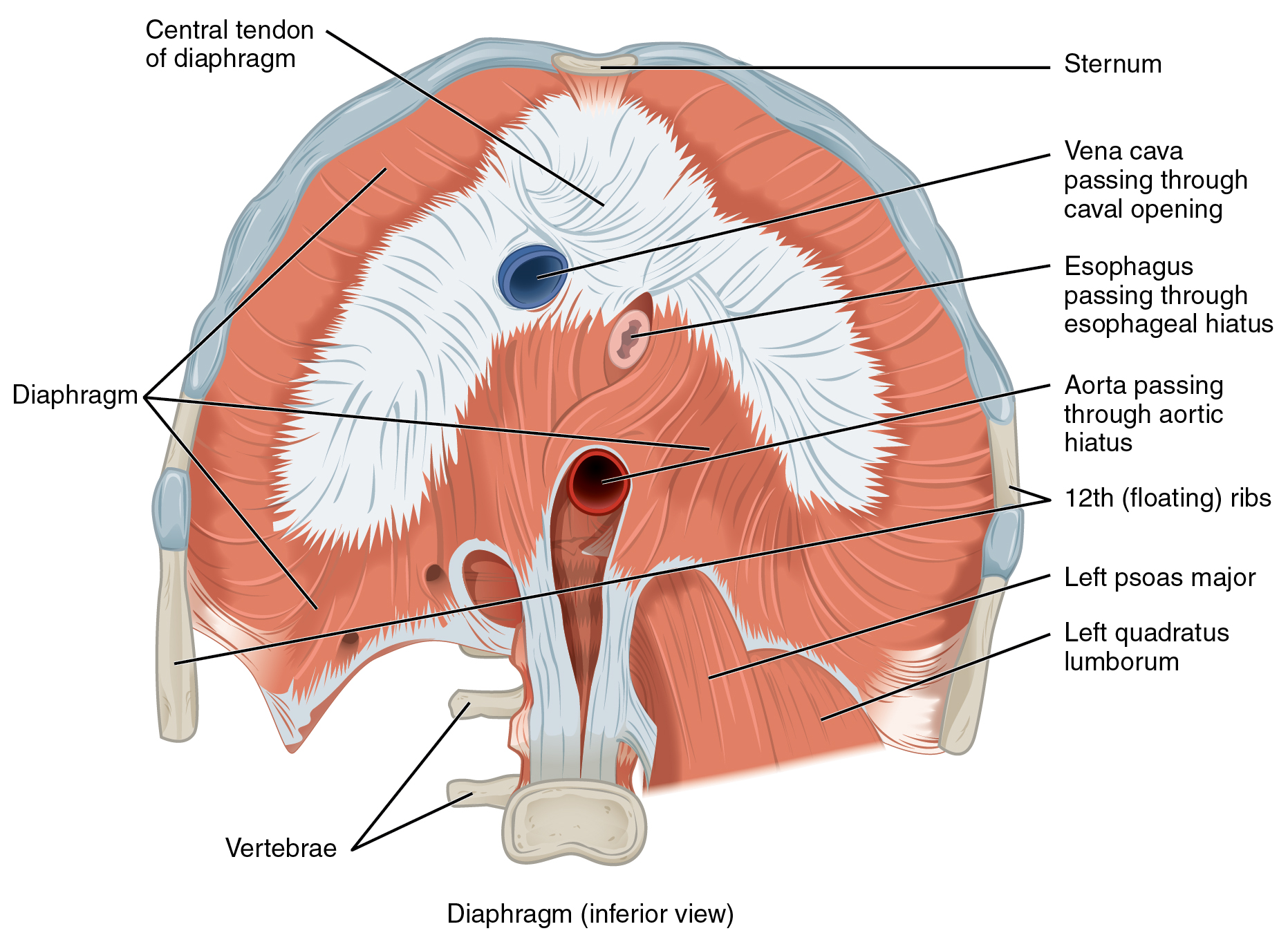 Inferior view of the diaphragm