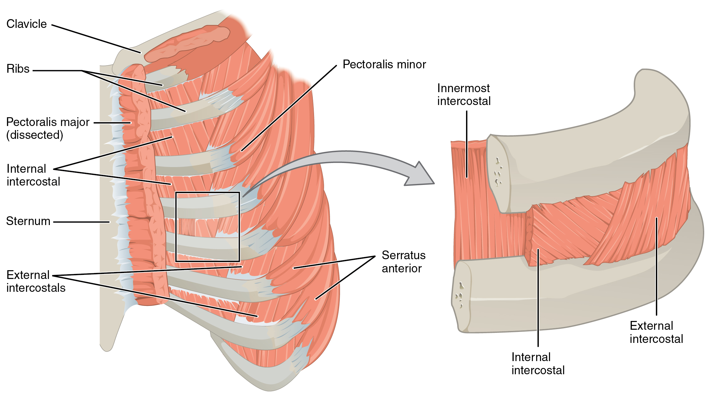 Anterior view of the intercostal muscles of the thorax; Anterior view of muscles found between two ribs
