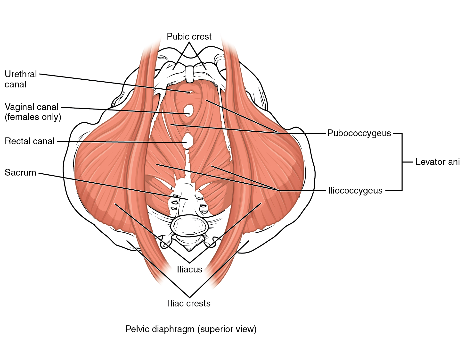 Inferior view of muscles of the pelvic floor 