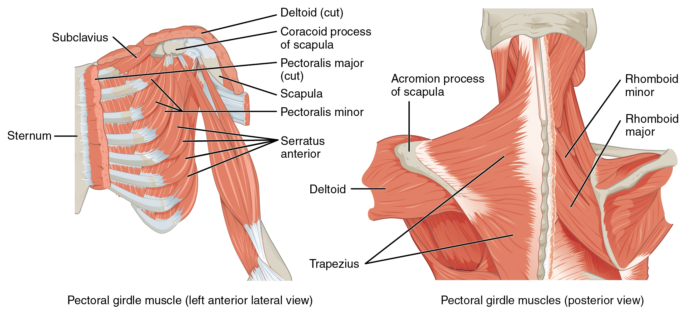 1118_Muscles_that_Position_the_Pectoral_Girdle.jpg