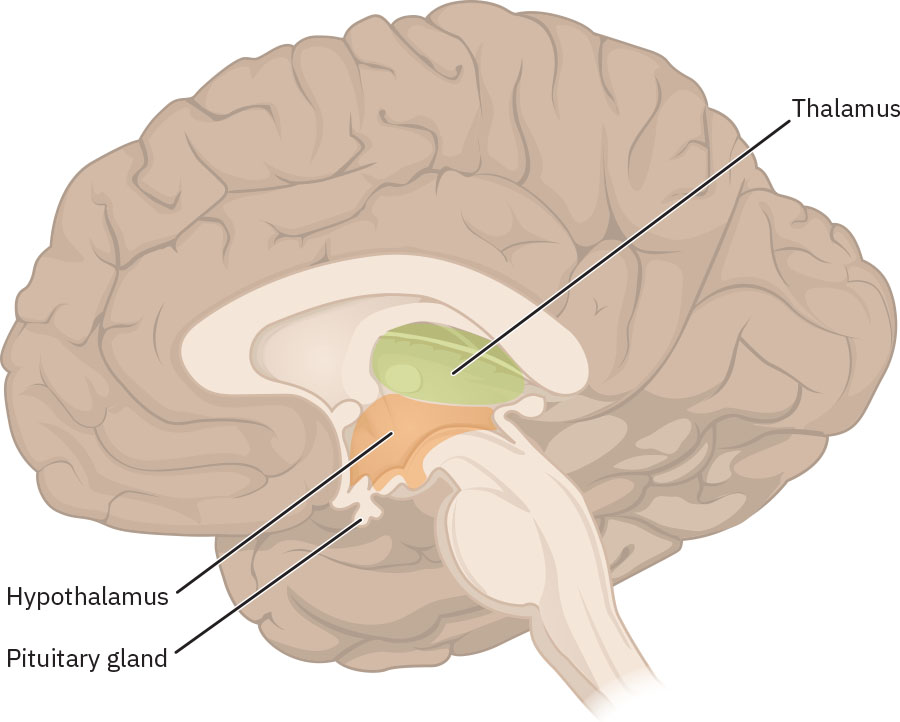 The image is a labeled diagram of the human brain showing a sagittal (side) view, highlighting specific structures within the brain. The thalamus is labeled and located near the center of the brain, marked in green. The hypothalamus is labeled below the thalamus, marked in orange. The pituitary gland, also labeled, is positioned beneath the hypothalamus. The brain is illustrated in a neutral color, with the highlighted structures in contrasting colors for clarity, and lines pointing to each labeled part.