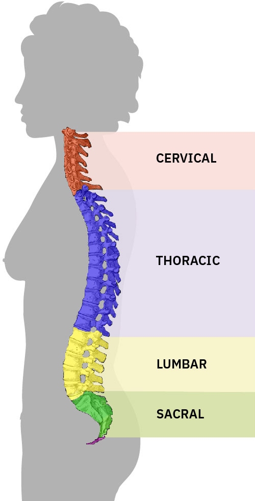 The image shows a silhouette of a human profile with the spinal cord highlighted and color-coded to represent different sections. The cervical spine, in red, is located at the neck. The thoracic spine, in blue, extends through the upper and mid-back. The lumbar spine, in yellow, is positioned in the lower back. The pelvic section, in green, includes the sacrum and coccyx at the base of the spine. Each section is labeled accordingly: "CERVICAL," "THORACIC," "LUMBAR," and "PELVIC." The silhouette helps to contextualize the position of each spinal section within the human body.