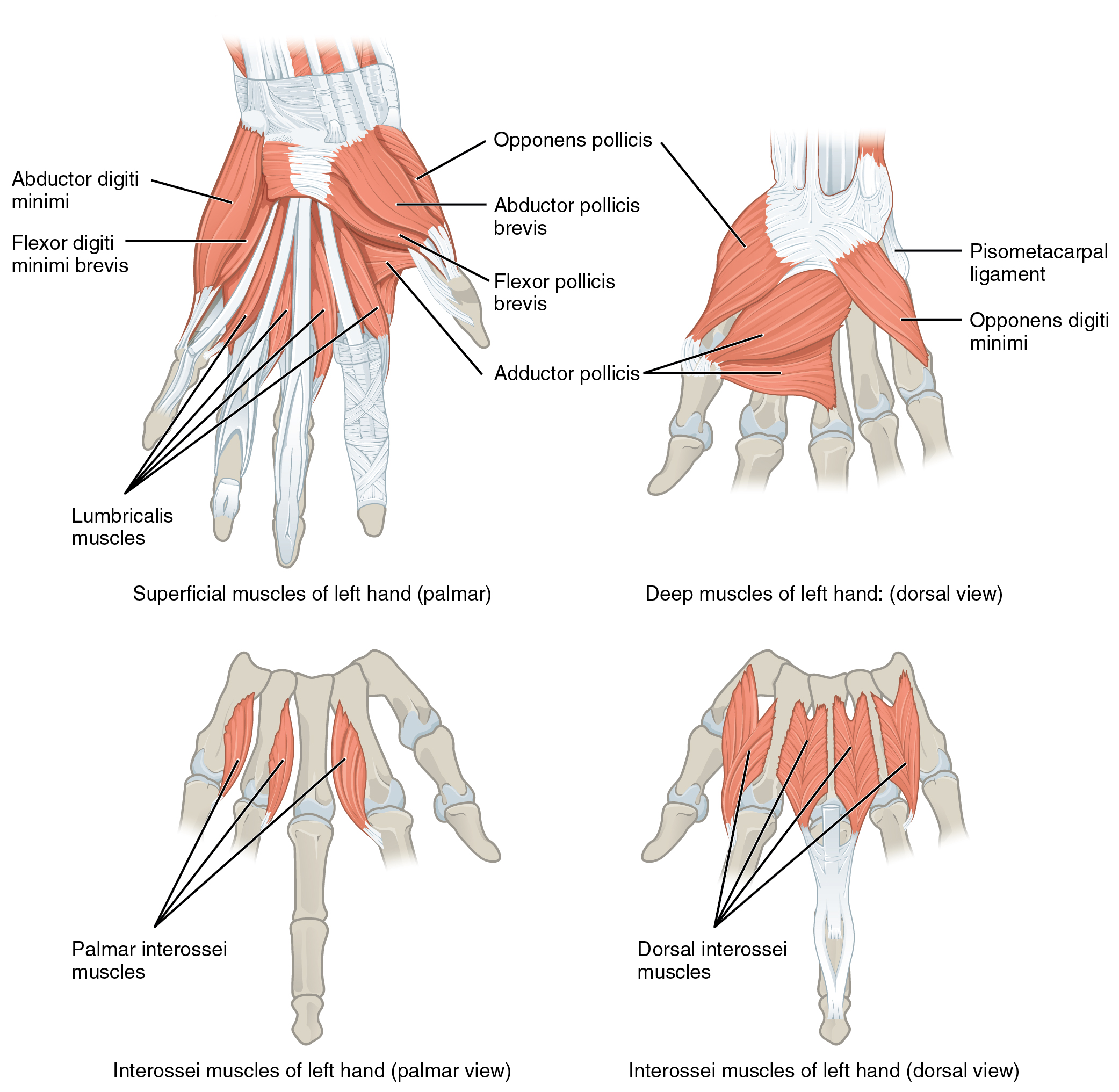 palmar view of superficial muscles of the left hand; dorsal view of the deep muscles of the left hand; palmar and dorsal views of the interossei muscles of the left hand