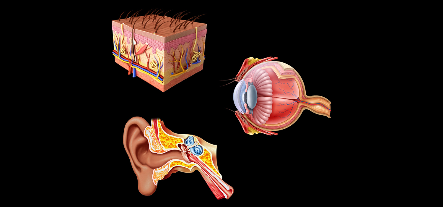 An composite diagram shows the components that make up skin, eyes, and ears.