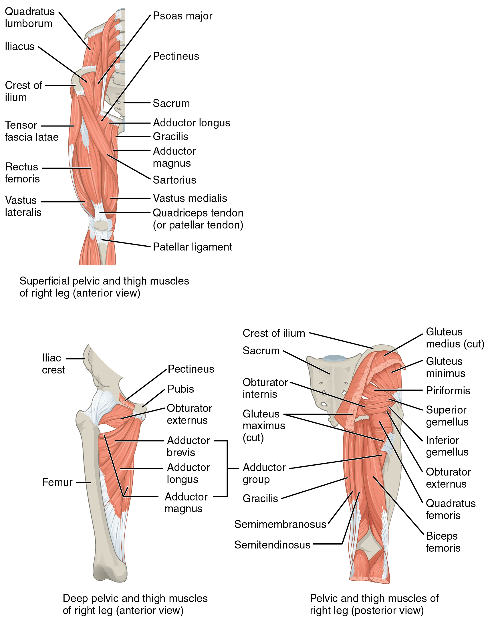 anterior view of the superfical pelvic and thigh muscles of the right leg; anterior view of the deep pelvic and thigh muscles of the right leg; posterior view of the pelvic and thigh muscles of the right leg