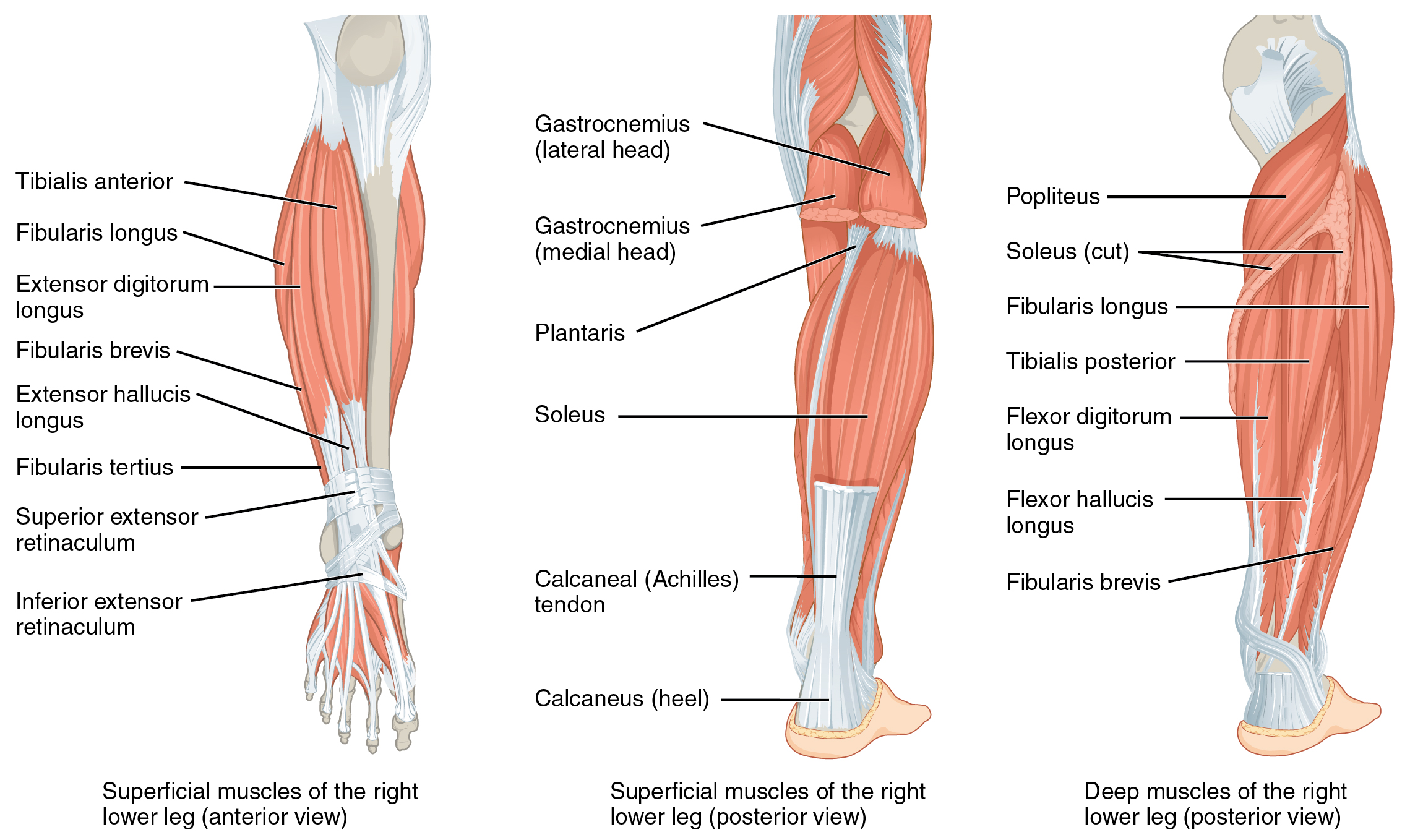 Anterior and posterior views of the superficial muscles of the right lower leg; posterior view of the deep muscles of the right lower leg.