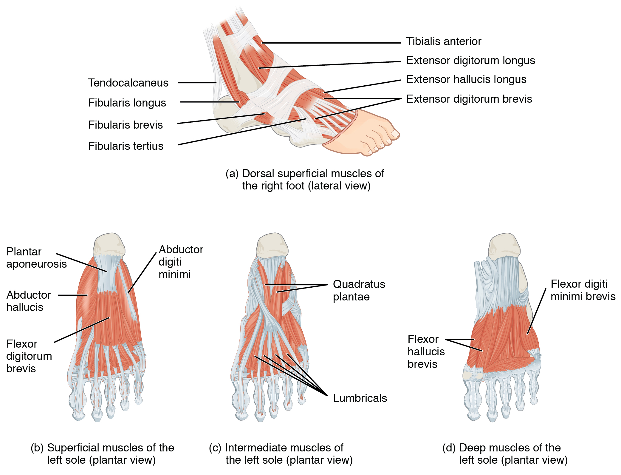 lateral view of the doral  superficial muscles of the right foot; plantar views of: superficial muscles, intermediate muscles, and deep muscles, of the left sole of foot