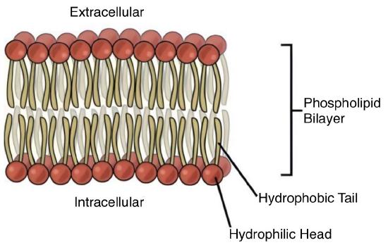 1.2.1.1: Membrane Lipids - Medicine LibreTexts