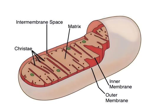 Illustration of a mitochondrion showing the outer membrane, inner membrane, intermembrane space, cristae, and matrix. Labels indicate each part of the organelle structure.