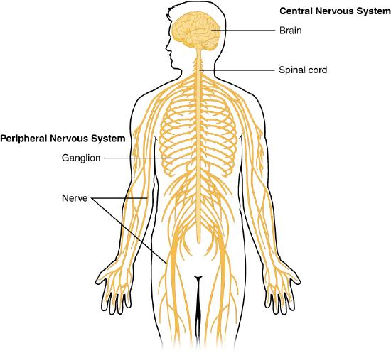 Diagram of brain and spinal cord (central nervous system); ganglion and nerves (peripheral nervous system)
