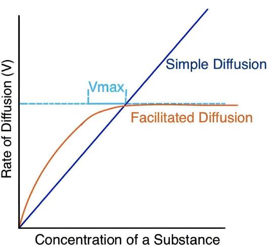 Graph comparing diffusion types: simple diffusion as a straight line and facilitated diffusion as a curve leveling at Vmax. X-axis: Concentration of a Substance. Y-axis: Rate of Diffusion (V).