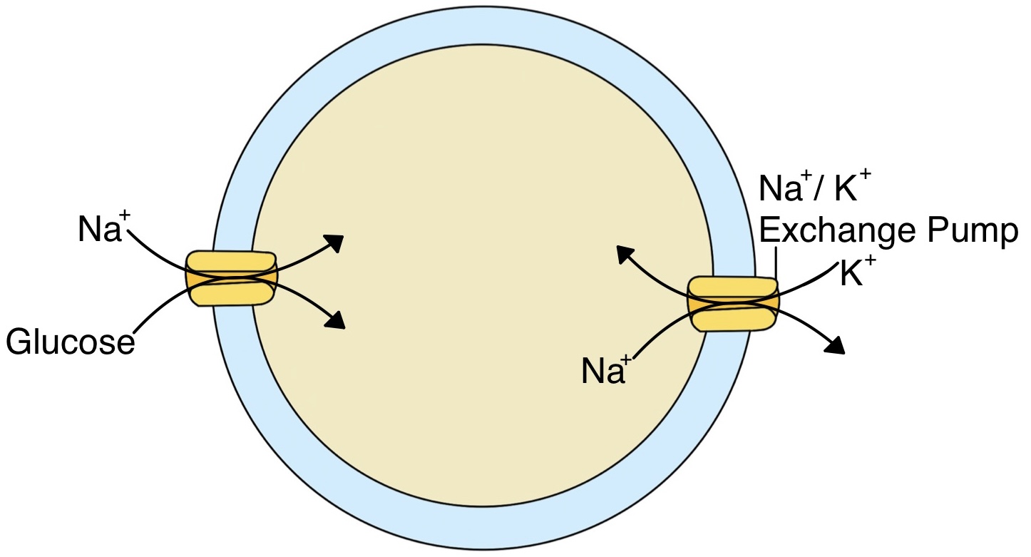 1.3.2: Carrier-mediated Transport - Medicine LibreTexts, image size:1446x781