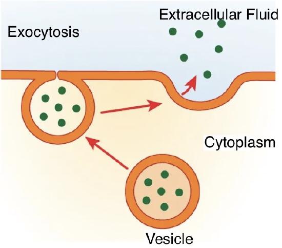 Exocytosis with vesicles releasing green particles into extracellular fluid.