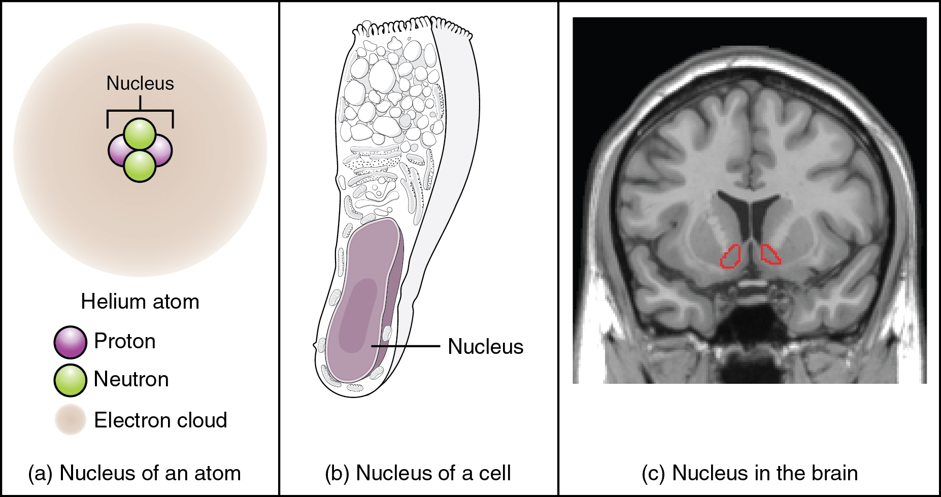 Three different types of nucleus: atom, cell, brain