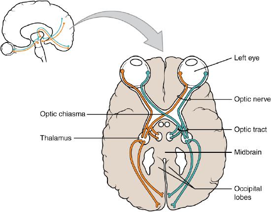 Schematic representation of optic nerve and optic tract.