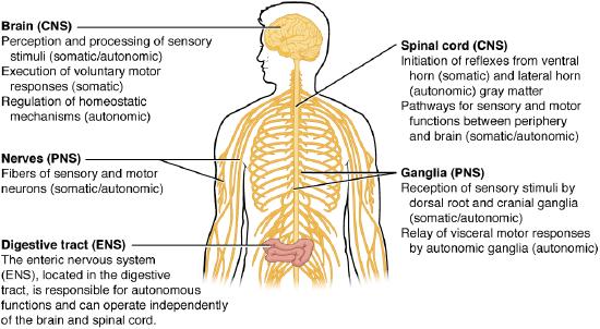 Nervous system diagram including somatic, autonomic, and enteric systems