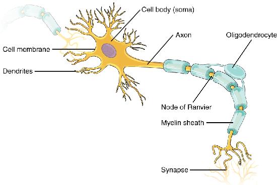 A prototypical neuron