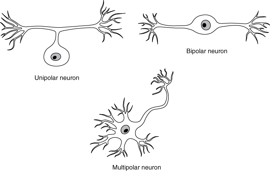 Neurons tatu zilizo na idadi tofauti ya michakato inayojitokeza kutoka soma: moja, mbili na nyingi.