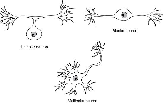 Three neurons with different number of processes emerging from the soma: one, two and multiple.