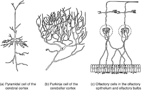 Images of Pyramidal neurons, Purkinje neurons, and olfactory cells