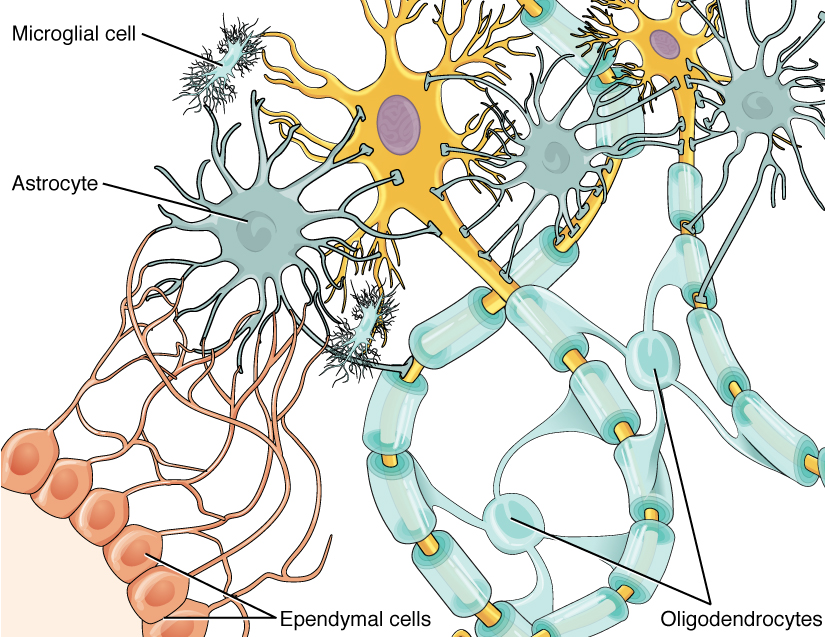 Seli za ependymal zimefungwa. Astrocytes na microglia surround neurons. Oligodendrocytes wrap axons.