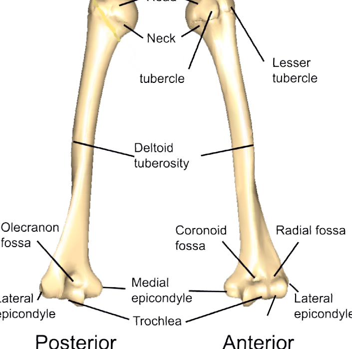 6 The Appendicular Skeleton Medicine Libretexts