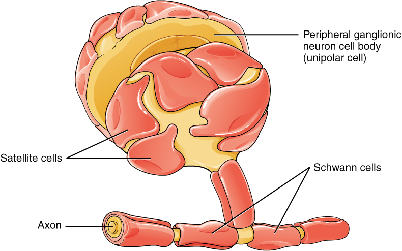 Soma ya neuroni ya unipolar iliyofungwa na seli za satellite, wakati axon yake inafunikwa katika seli za Schwann.