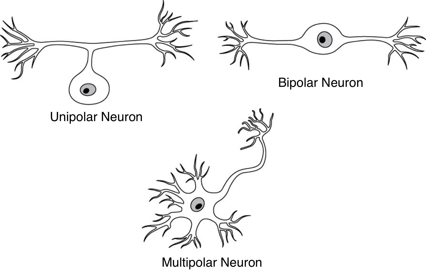 2.3.1: Neurons - Medicine LibreTexts