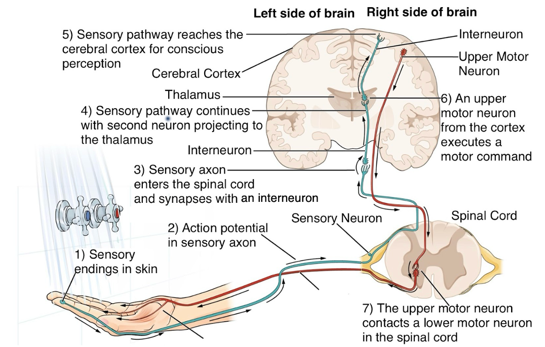 2.3.1: Neurons - Medicine LibreTexts