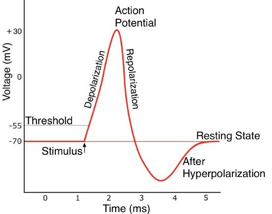 2.3.6: Action Potential - Medicine LibreTexts