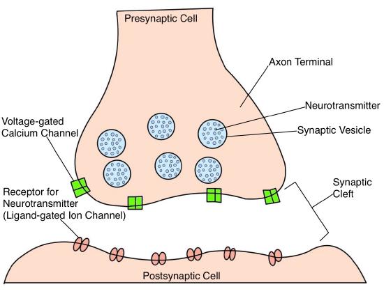 2.3.8: Synaptic Transmission - Medicine LibreTexts