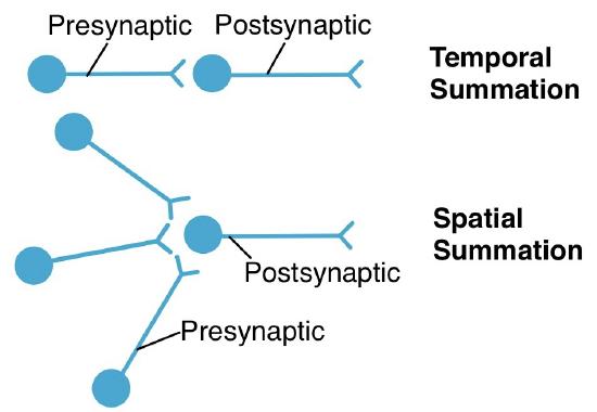 2.3.9: Postsynaptic Potential - Medicine LibreTexts