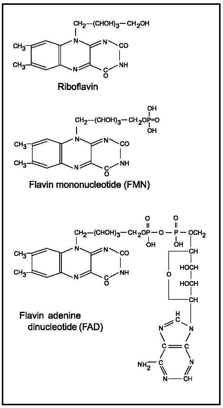 Diagram showing the chemical structures of ribose, a single-strand RNA nucleotide, and a short RNA section. The nucleotide is labeled n with phosphate groups, sugars, and nitrogenous bases.