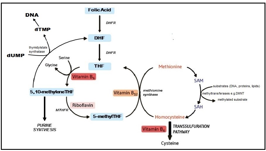 Flowchart detailing cholesterol metabolism, showing pathways, enzymatic reactions, and compounds involved, including 7α-Hydroxylase. It illustrates how cholesterol is converted into bile acids.