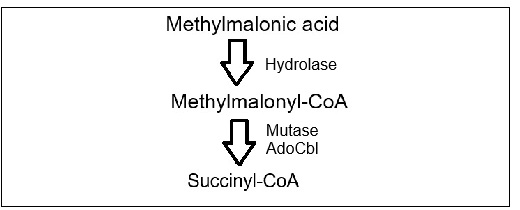Flowchart showing conversion: Methylmalonic acid to Methylmalonyl-CoA via Hydroxide, then to Succinyl-CoA via Enzyme reduct.