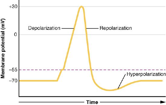 Action potential graph including three stages.