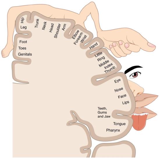 3.8: The Brain - Medicine LibreTexts