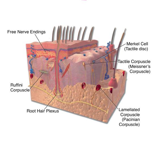 4.3: Sensory Receptors - Medicine LibreTexts