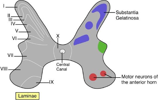 Diagram of a spinal cord cross-section with labeled laminae I to X. The substantia gelatinosa is highlighted in blue, the anterior horns motor neurons in red, and additional areas in green.