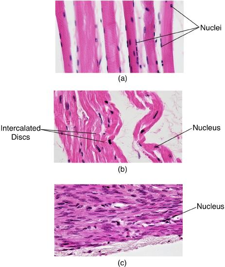 6.3: Muscle Tissue - Medicine LibreTexts
