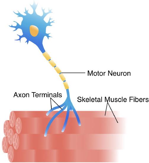 6.4: Skeletal Muscle - Medicine LibreTexts