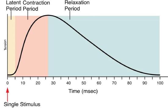 London Array Contraction Phase 6.4: Skeletal Muscle - Medicine LibreTexts